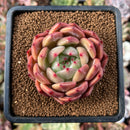 newsuccs101.jpeg