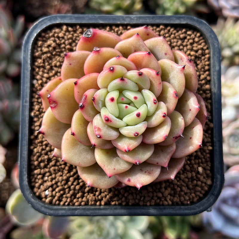 Echeveria 'Sunshine' 2