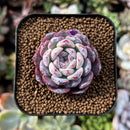 newsuccs106.jpeg