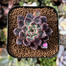 newsuccs111.jpeg