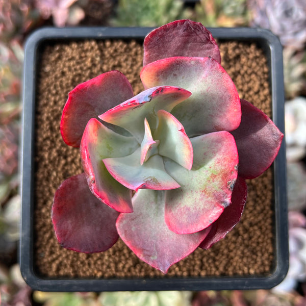 harry butterfield succulent Echeveria 'Harry Butterfield' Variegated 2" Succulent Plant – True Succulents  Plant Co