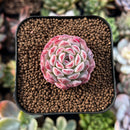 newsuccs115.jpeg
