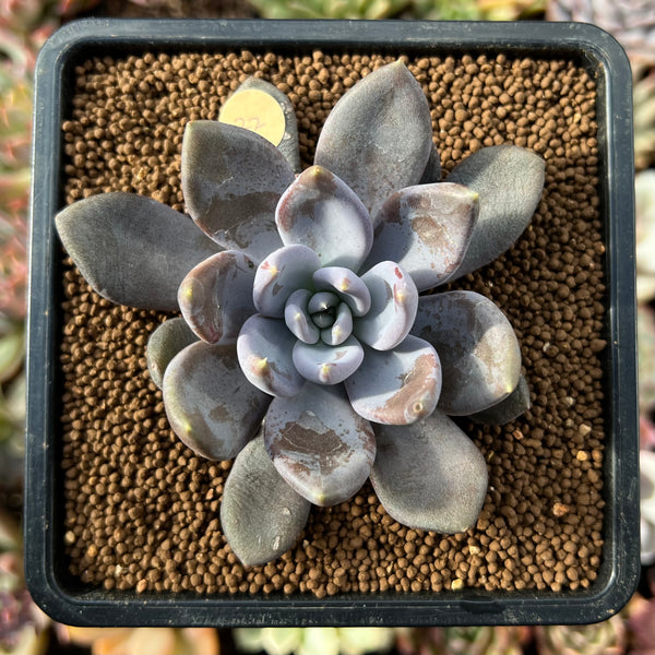 princess succulent Echeveria 'Purple Princess' 2" Succulent Plant