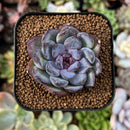 newsuccs131.jpeg
