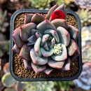 Echeveria 'Purple Champaign' 2" Succulent Plant