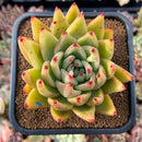 Echeveria Agavoides 'Ercolina' 3"-4" Cutting Succulent Plant