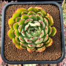 newsuccs13.jpeg