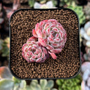 newsuccs148.jpeg