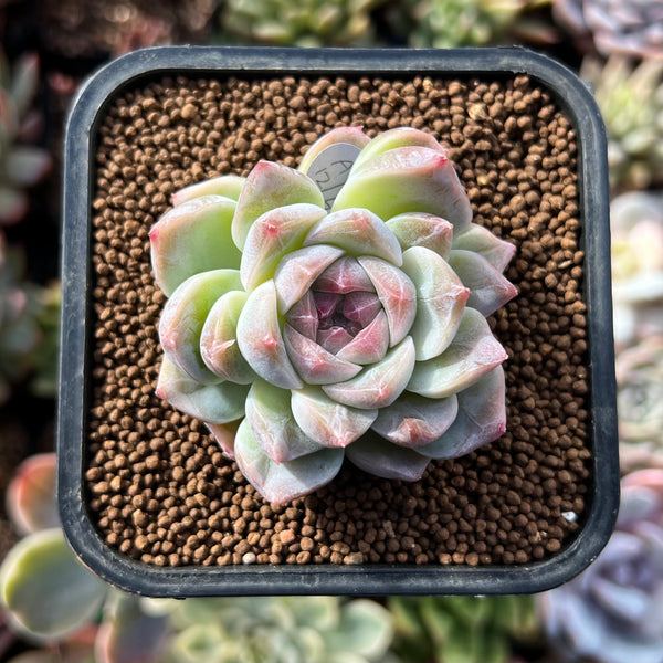150 succulents Echeveria 'Milk Smoothie' 2" Air-Magic Seed-Grown Hybrid Succulent Pla –  True Succulents Plant Co