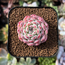 newsuccs159.jpeg