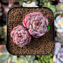 newsuccs176.jpeg