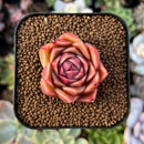 Echeveria sp. 1" Succulent Plant
