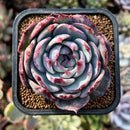 newsuccs181.jpeg