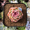 newsuccs198.jpeg
