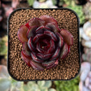 newsuccs206.jpeg
