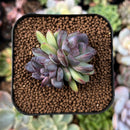 newsuccs223.jpeg