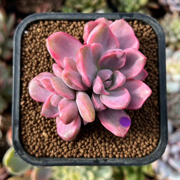 mrs richards succulent Graptoveria 'Mrs. Richards' Variegated 2"-3" Succulent Plant