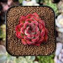 newsuccs235.jpeg