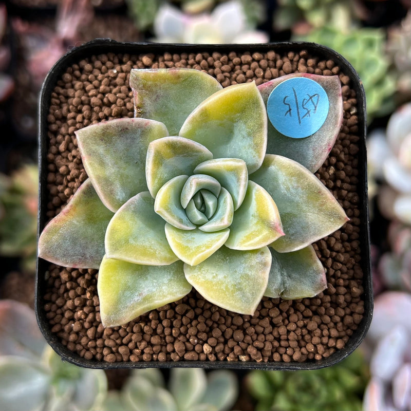 harry watson succulent Graptoveria 'Harry Watson' 1"-2" Succulent Plant – True Succulents Plant Co
