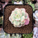 newsuccs250.jpeg