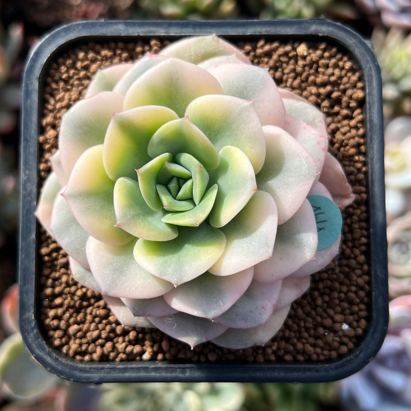 Echeveria 'Nicksana' Reverse Variegated 2