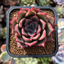 newsuccs279.jpeg