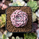 newsuccs280.jpeg