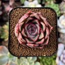 newsuccs285.jpeg
