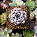newsuccs291.jpeg
