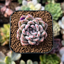 newsuccs295.jpeg