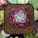 newsuccs310.jpeg