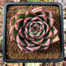 newsuccs31.jpeg
