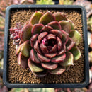 newsuccs36.jpeg