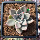 Echeveria 'Nudge' 2" Succulent Plant