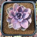 newsuccs39.jpeg