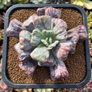 newsuccs3.jpeg