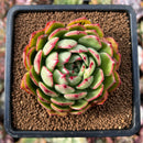 newsuccs40.jpeg