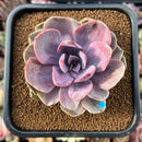 newsuccs41.jpeg
