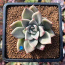 newsuccs54.jpeg