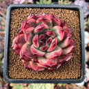 newsuccs56.jpeg