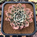 newsuccs5.jpeg