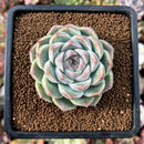 newsuccs63.jpeg