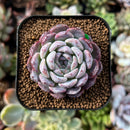 newsuccs67.jpeg