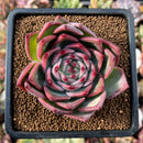 newsuccs69.jpeg