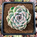 newsuccs72.jpeg