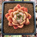 newsuccs73.jpeg