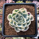 newsuccs75.jpeg