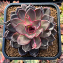 newsuccs7.jpeg