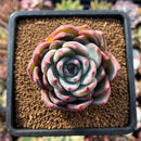 newsuccs84.jpeg