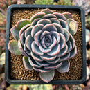 newsuccs89.jpeg